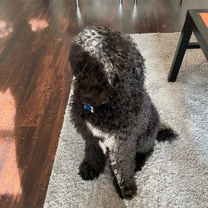 Meet your Posher, Co